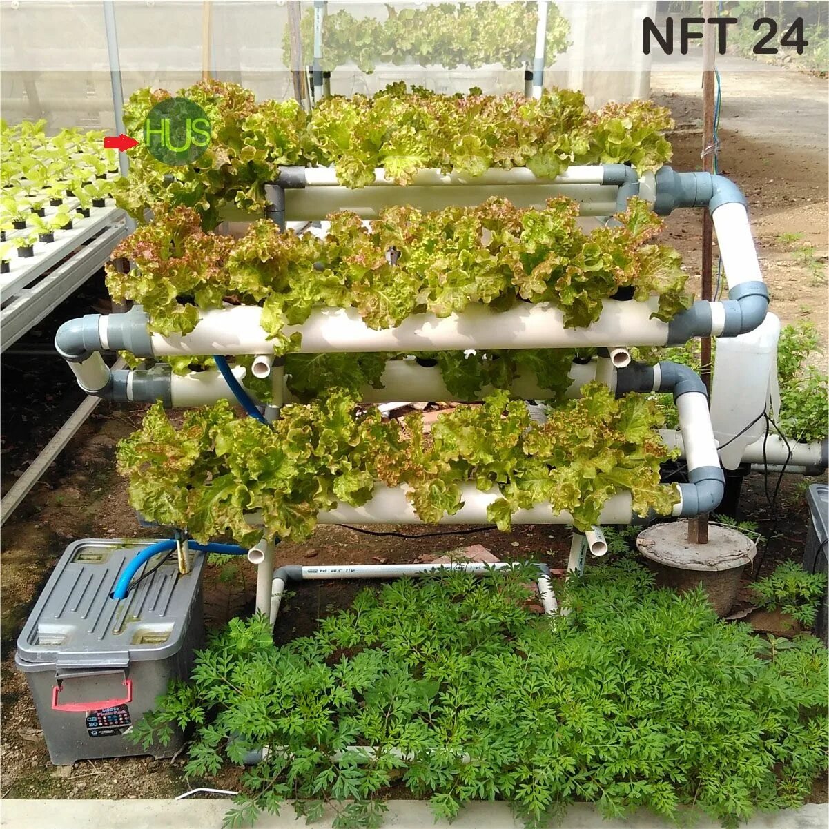 Nft хасбулла. уникальные nft. гидропоника nft. самые красивые nft. гидропоника nft.