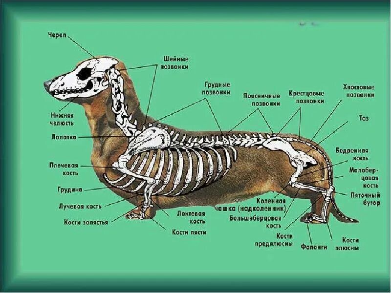 Особенности строения позвоночника собаки. Строение скелета и органов собаки. Строение скелета таксы. Строение таксы внутренние органы. Внутреннее строение собаки скелет.