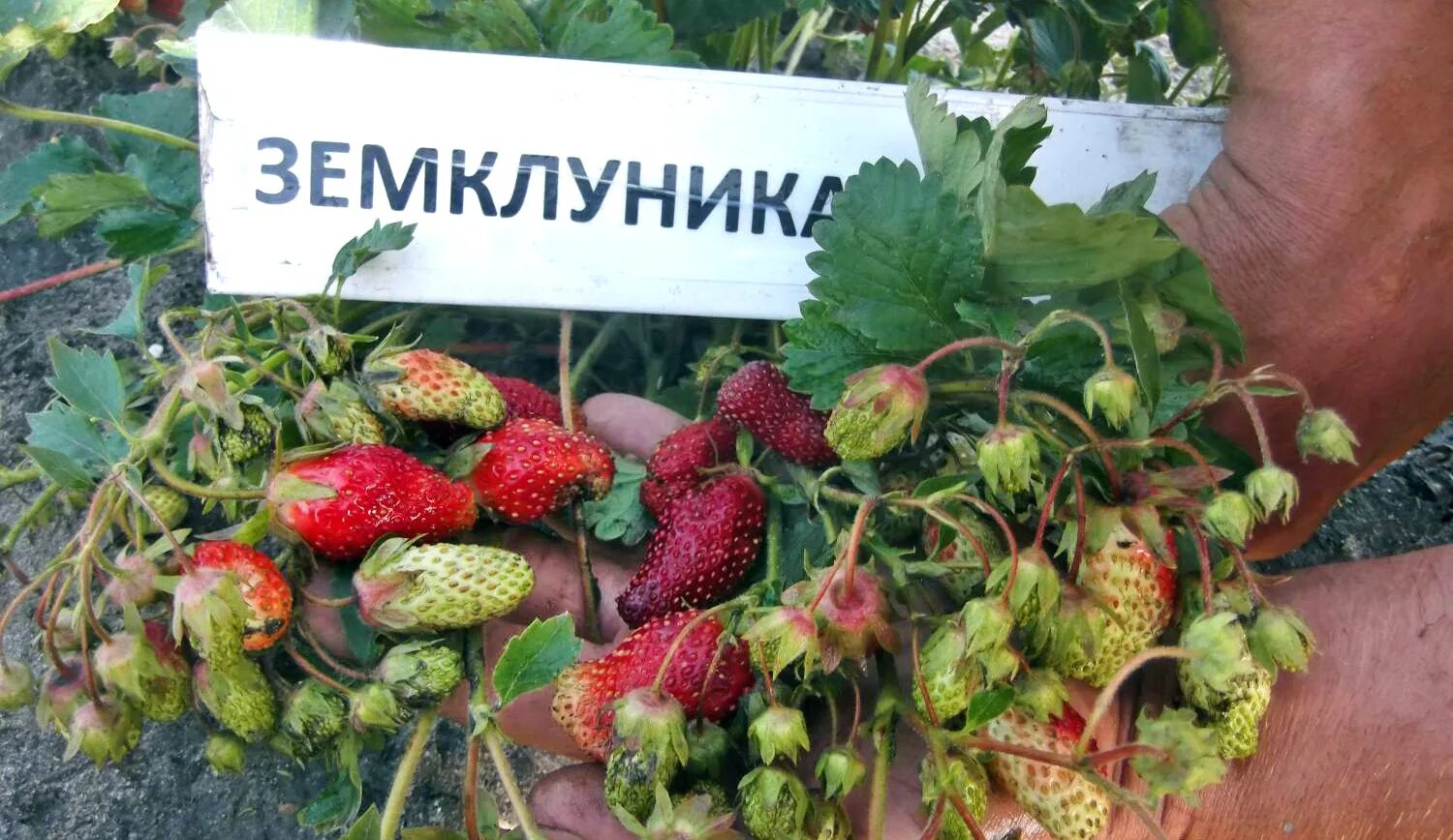 земклуника купчиха. клубника купчиха сорта отзывы садоводов. земклуника раиса (р9). земклуника купчиха. клубника купчиха сорта отзывы садоводов.