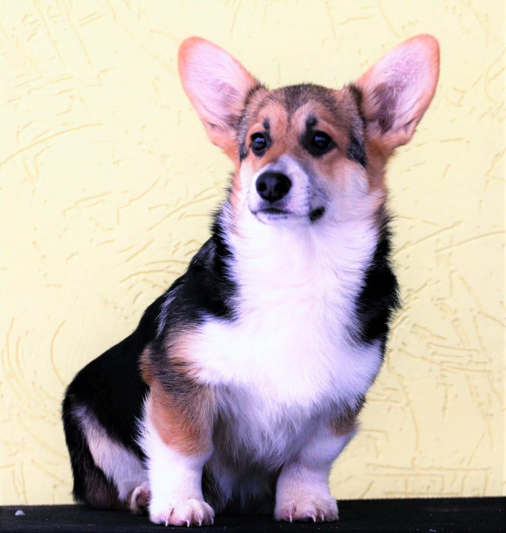 корги без родословной. корги без родословной. корги без родословной. дешевые корги. стоимость щенка корги с родословной.