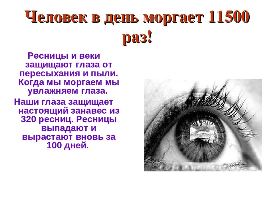 Постоянно моргаю глазами. Как веки защищают глаза. Сообщение о глазах. Глаза для сказки. Зачем нам глаза.