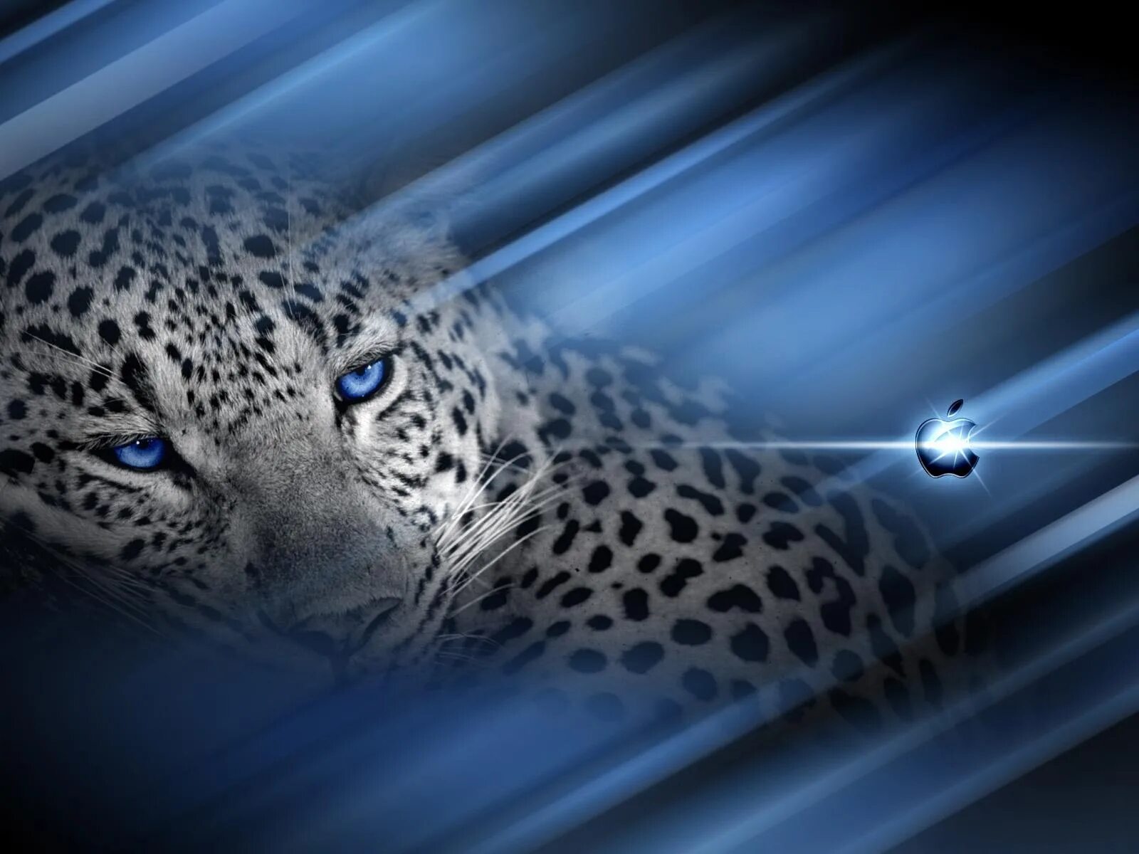 Виндовс 7 зверь. Леопард. Леопард на синем фоне. Голубой леопард. Голубой гепард.