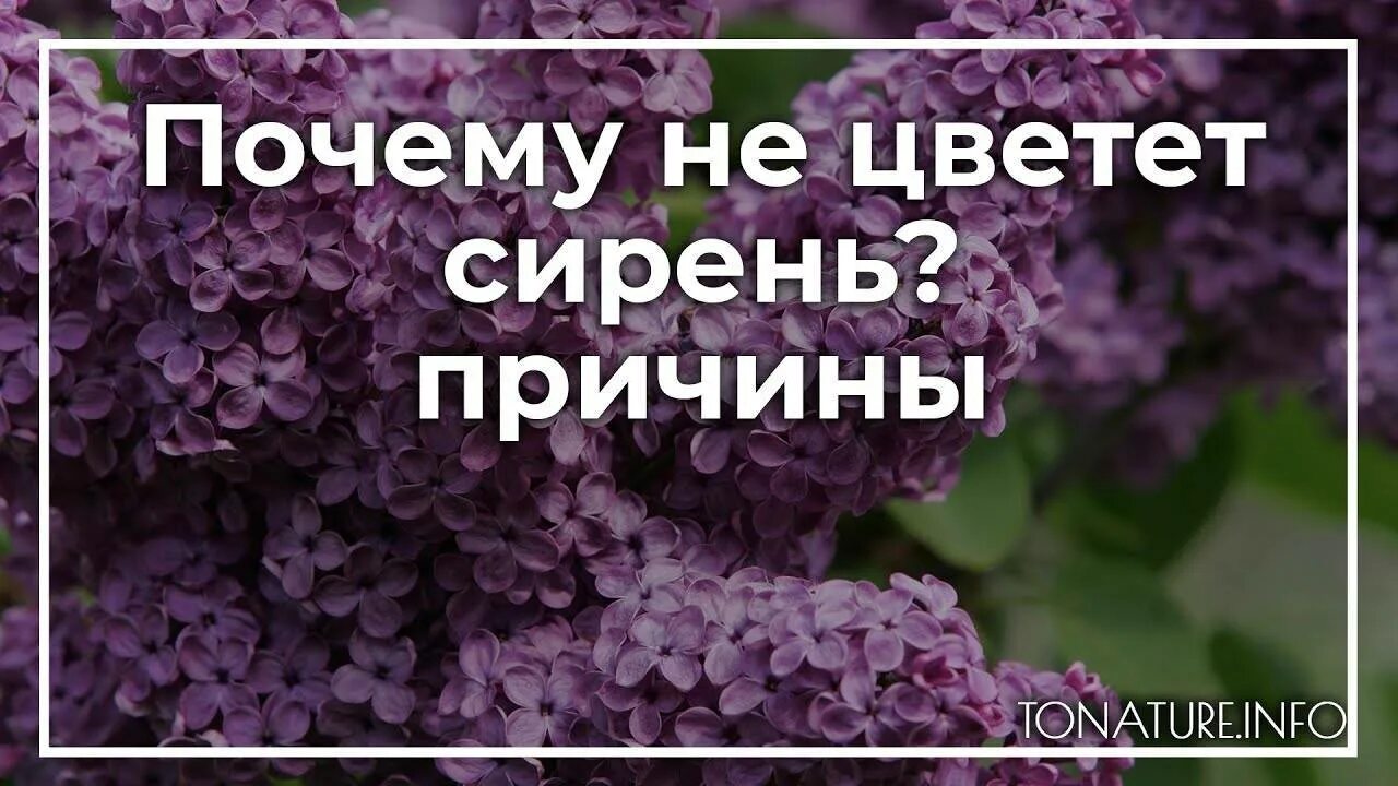 Сирень не расцвела. Почему не цветет сирень. Сирень не распустилась. Почему сирень не цветет причины.