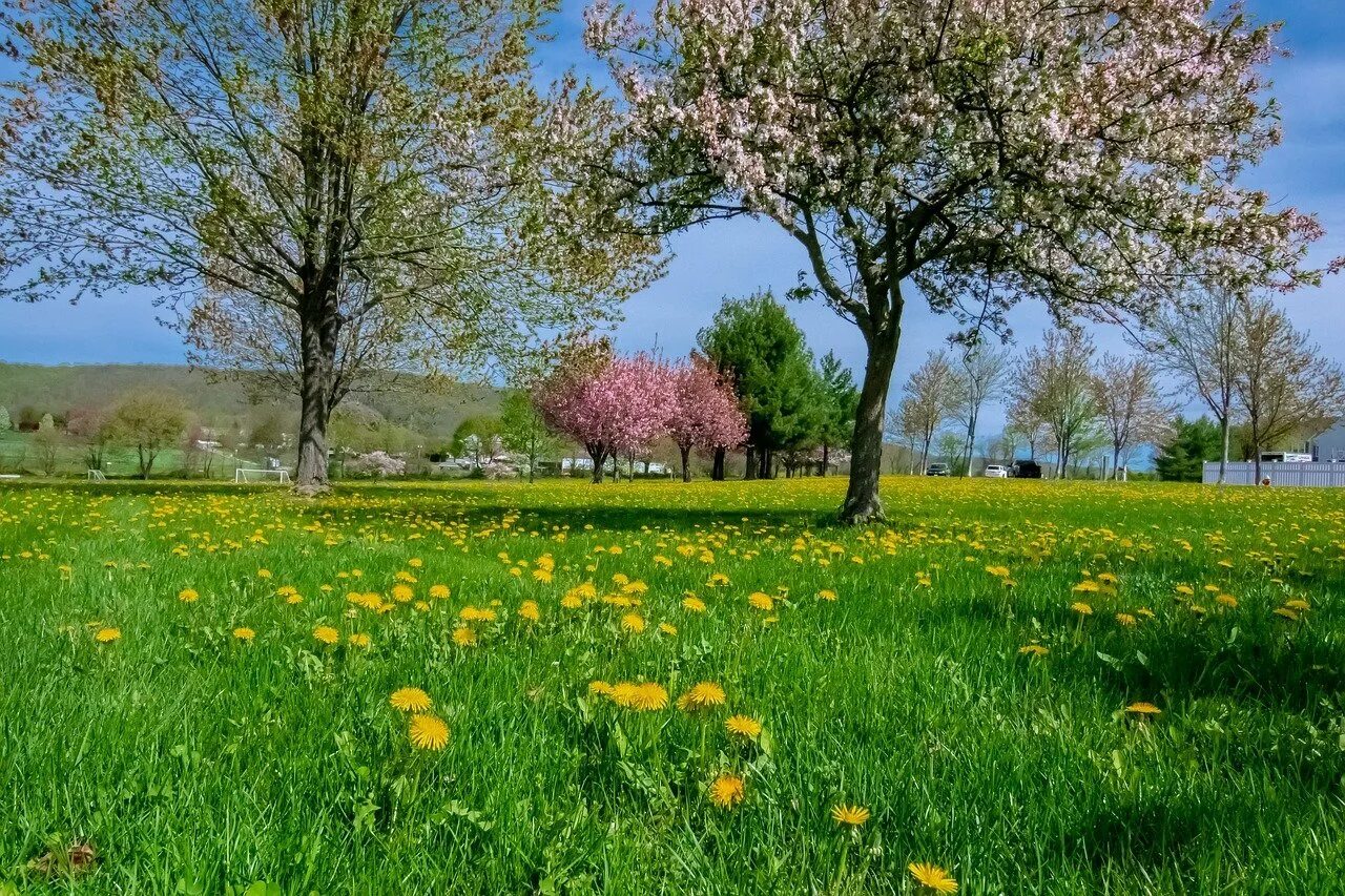 Spring main. Природа весной. Весенний пейзаж.