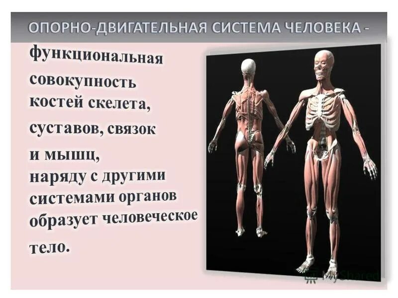 опорно-двигательная система кости и мышцы. правильное формирование опорно двигательной системы. функции активной части опорно-двигательного аппарата. правильное формирование опорно двигательной системы. правильное формирование опорно двигательной системы.