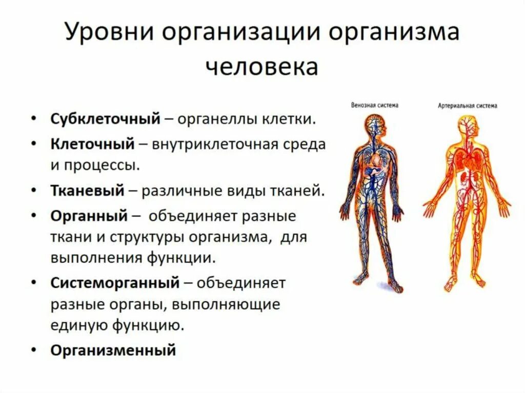 Система органов определение 3