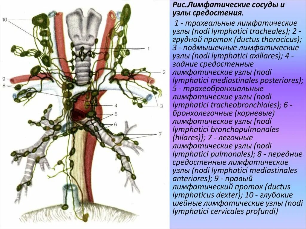 Шейные лимфатические узлы анатомия. Лимфатические узлы - Nodi lymphatici. Лимфоузлы грудной клетки анатомия. Лимфатическая система грудной полости. Лимфоузлы кисти