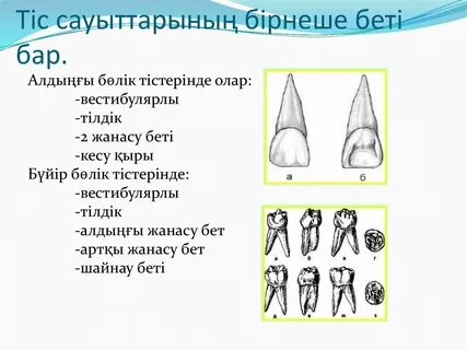 Есектегі егіздер