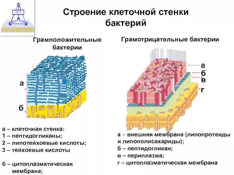 Строение грамположительных и грамотрицательных бактерий. Строение клеточной стенки грамположительных бактерий. клеточная стенка грамположительных бактерий строение функции. клеточная стенка грамположительных бактерий схема. строение клеточной стенки грамотрицательных бактерий.