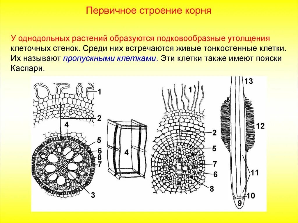 Корни двудольных и однодольных растений. Первичное Анатомическое строение корня однодольного растения. Вторичное строение корня однодольного растения. Первичное строение корня однодольного и двудольного растения.