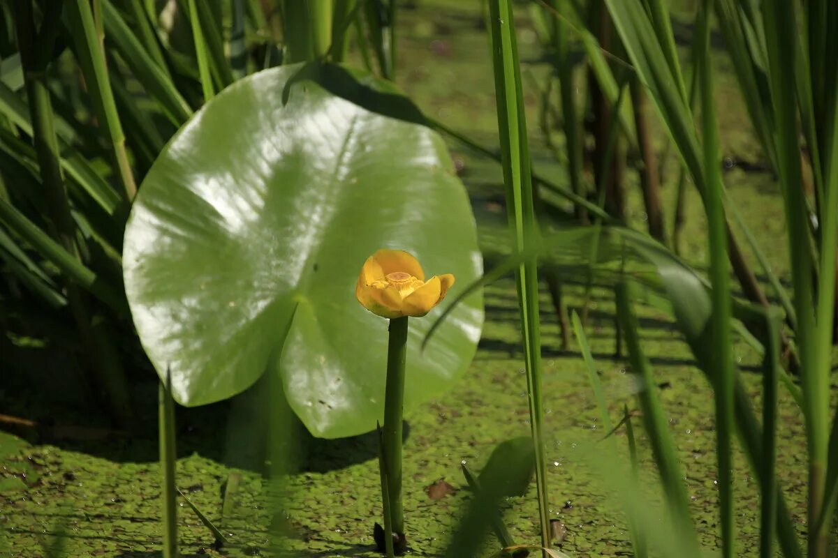 кубышка адвена. кубышка желтая (nuphar lutea). кубышка отзывы. кувшинка желтая кубышка. кубышка желтая (nuphar lutea).