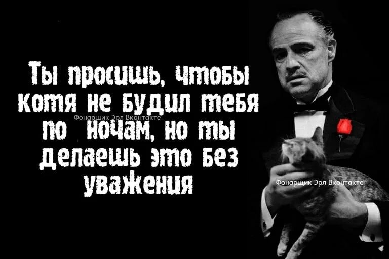 Уважение кошки. День уважения кошки. Сегодня день уважения кошки.