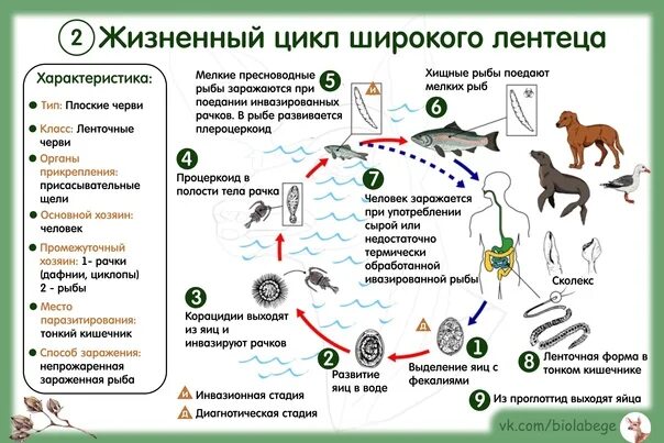 Жизненный цикл ЕГЭ биология. Жизненный цикл ЕГЭ. Циклы развития паразитических червей. Жизненный цикл ЕГЭ биология схема.