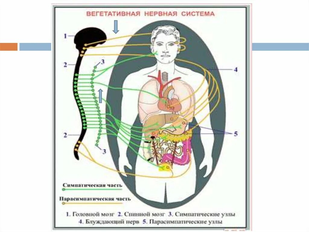 Вегетативная нервная система. Соматический и автономный (вегетативный) отделы нервной системы. Вегетативная нервная система презентация. Вегетативная нервная система схема.