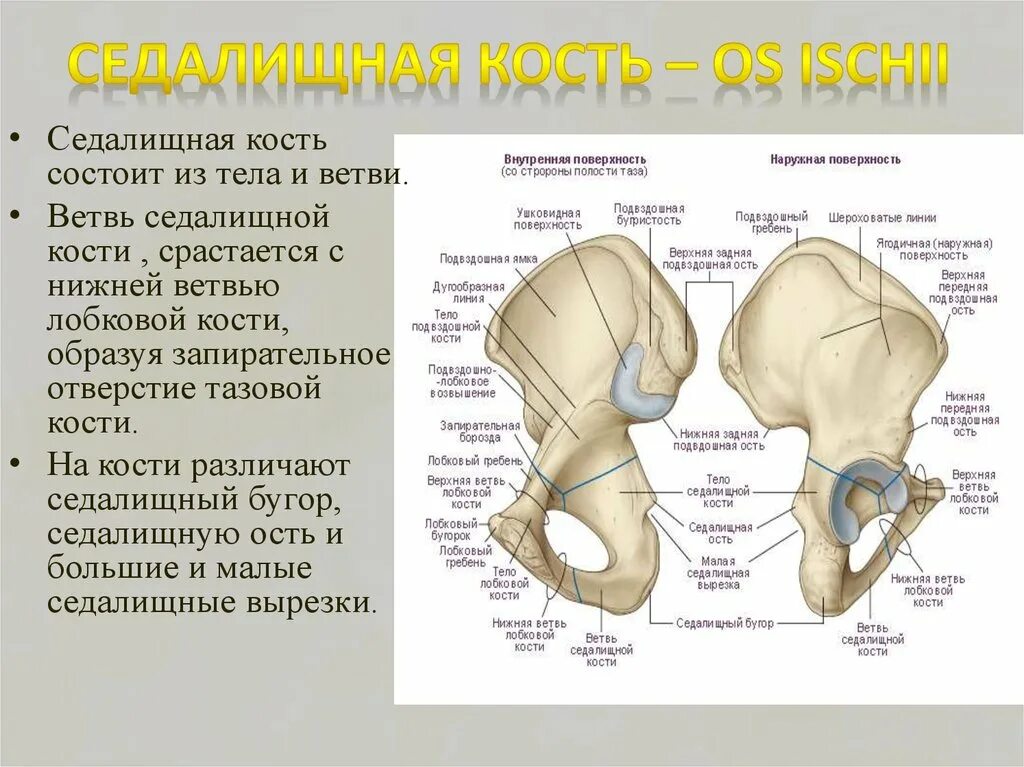 Подвздошная седалищная и лобковая кости. Строение таза седалищная кость. Седалищная анатомия подвздошной кости. Седалищная кость, анатомические структуры..