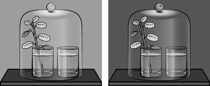 Темнее опыт. Дыхание растений опыт с известковой водой. Опыт с известковой водой и растениями. Опыты по биологии. Опыт доказывающий дыхание растений с известковой водой.