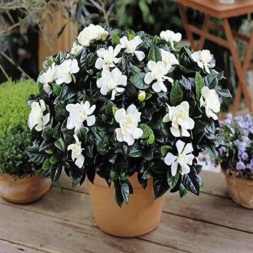 Nine detergent Normally gardenia jasminoides Young lady Transport Harden