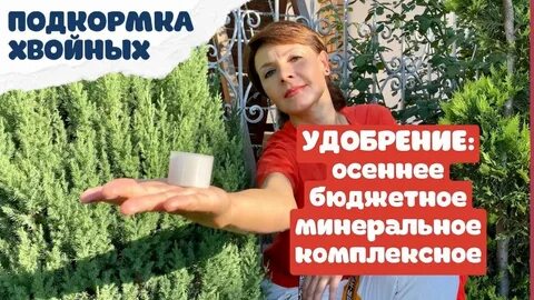 Подкормка хвойников осенью