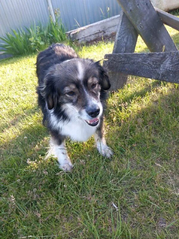 дорога домой муром. украли лошадь с кировки челябинск. 33 котенка. дорога домой муром волонтерская организация. дорога домой муром.