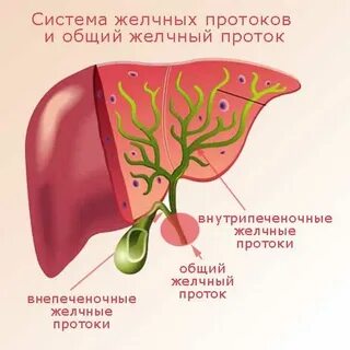 Забитые протоки печени