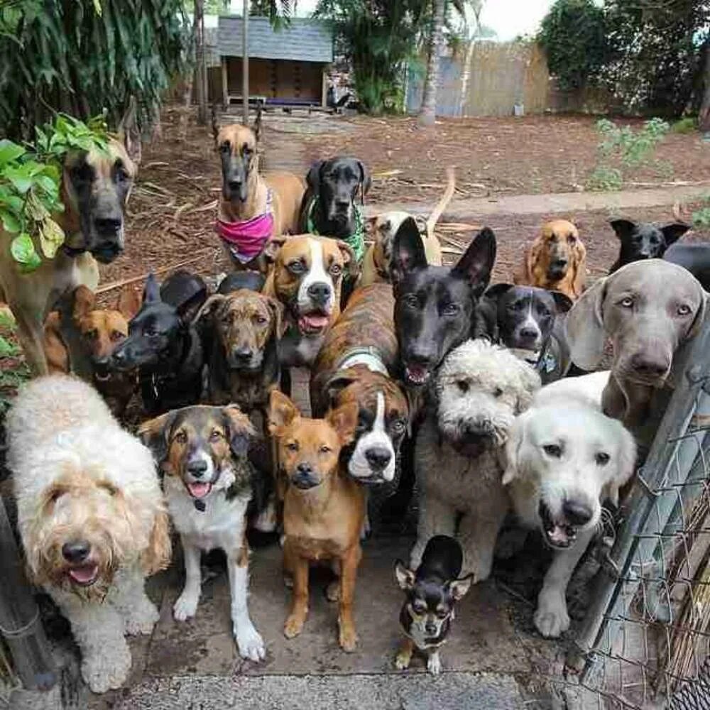 Разные собаки. Много щенков. Толпа собак. Собаки много собак.