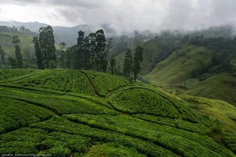Шри ланка чайные плантации