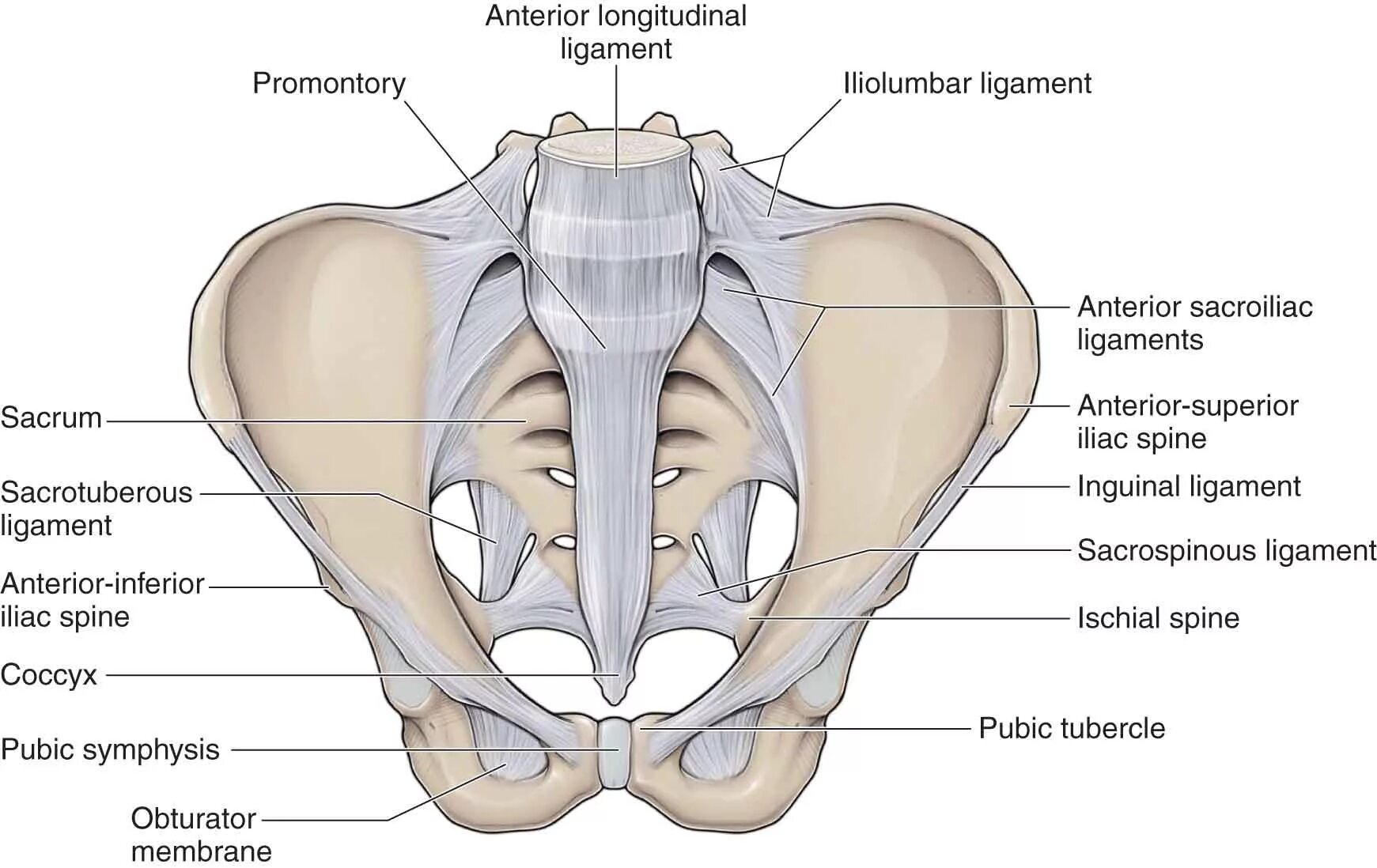 Соединение лобковых костей. Ligamentum sacrococcygeum. Ligamentum sacroiliaca anteriora. Связки таза анатомия. Кости малого таза и их соединения.
