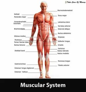 Muscle на русский