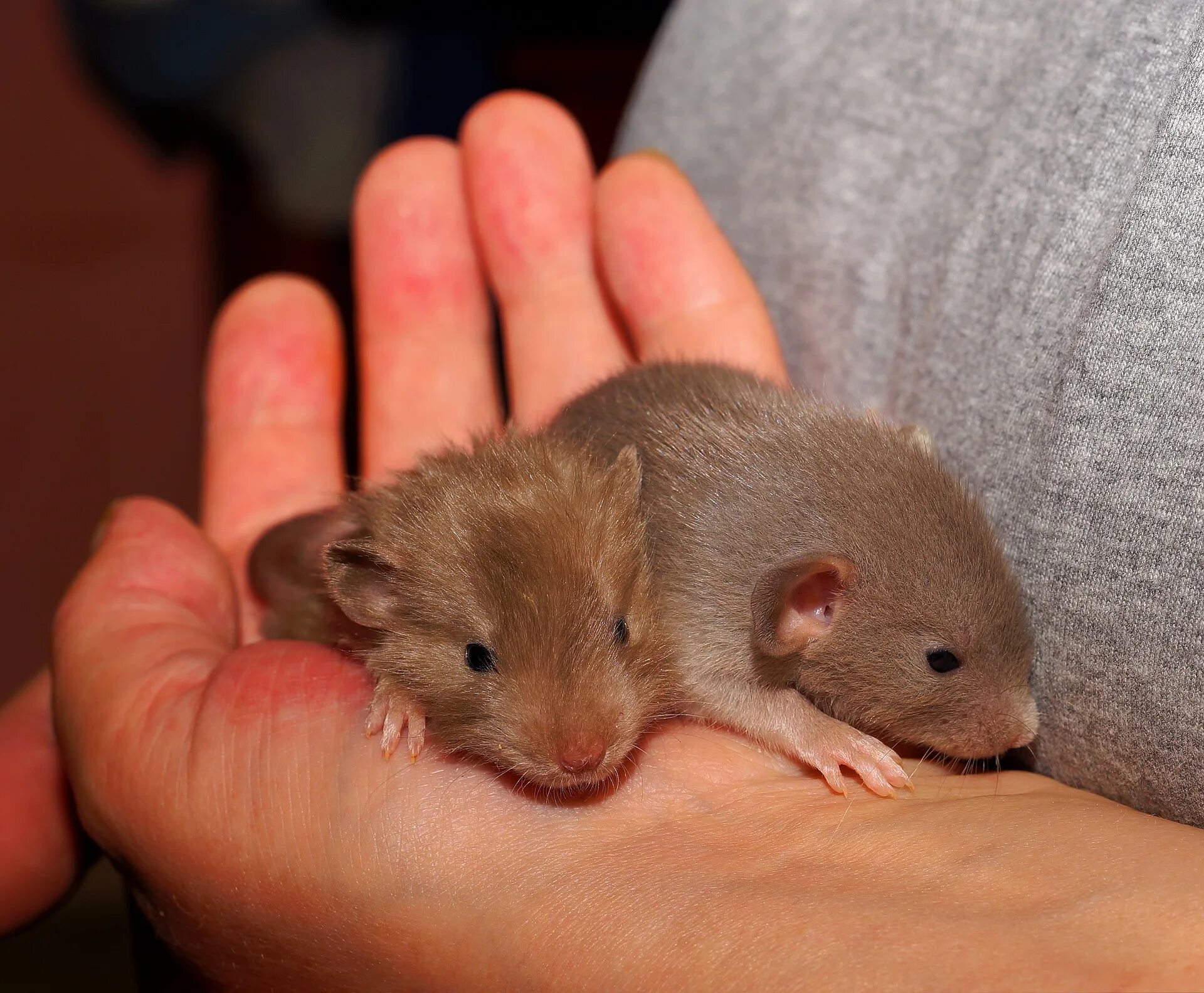 Крыса Дамбо. Маленькая мышь. Маленькие крыски домашние. Маленькие домашние мыши.