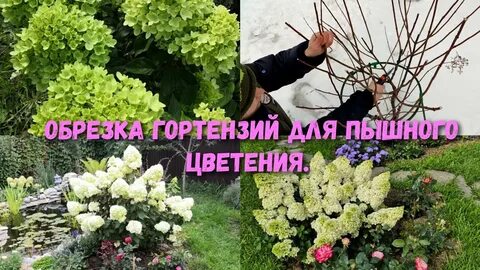 Гортензии метельчатая уход обрезка