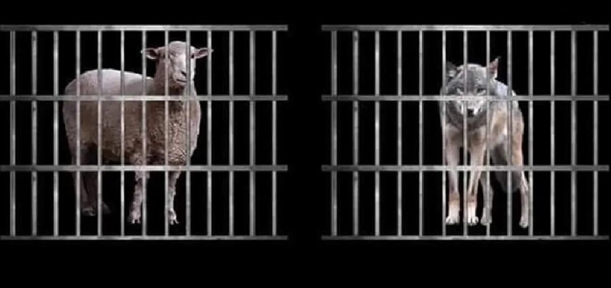 Знаменитый эксперимент авиценны двух ягнят огэ. Эксперимент авиценны с ягнятами. Эксперимент авиценны с двумя ягнятами. Знаменитый эксперимент авиценны двух ягнят огэ. Ибн сина эксперимент с баранами.