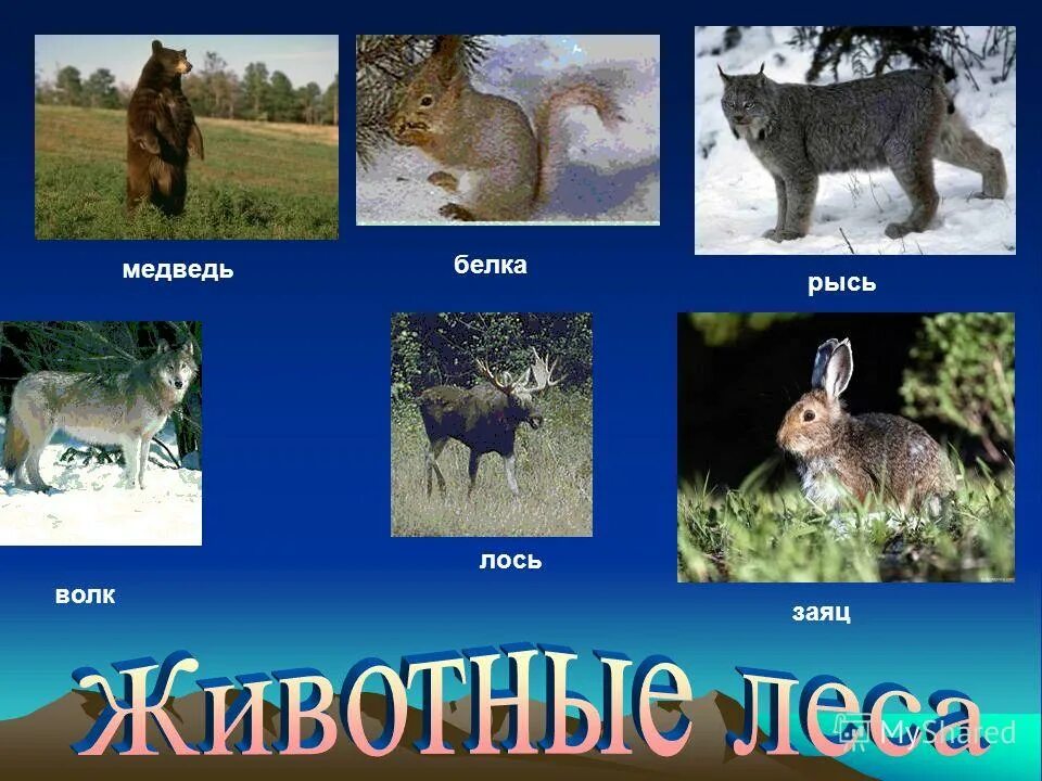 бурые медведи, волки, рыси. медведь лось рысь. медведь лось рысь. медведь лось рысь. росомаха и рысь.