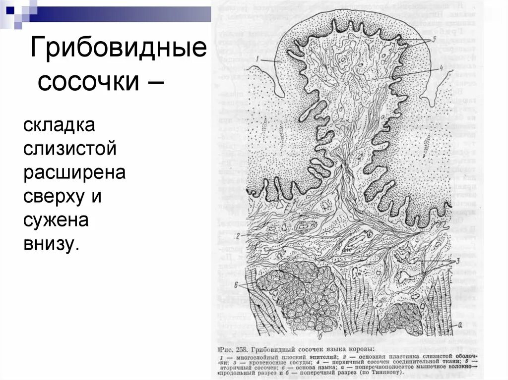 Складки слизистой продольно. Грибовидные сосочки языка гистологический препарат. Грибовидные сосочки препарат гистология. Грибовидные сосочки языка препарат гистология. Желобоватый сосочек языка гистология.