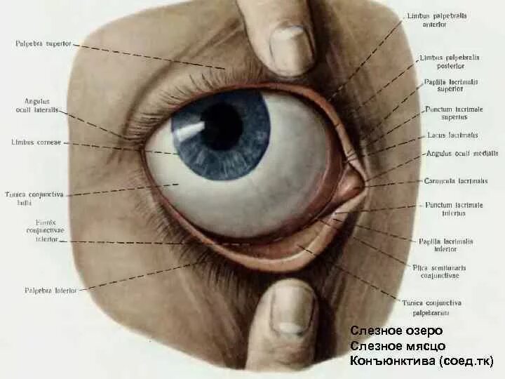 Строение глаза нижнее веко. Анатомия глаза слезное мясцо. Слезное мясцо и слезное озеро. Строение глаза человека конъюнктивальный мешок.