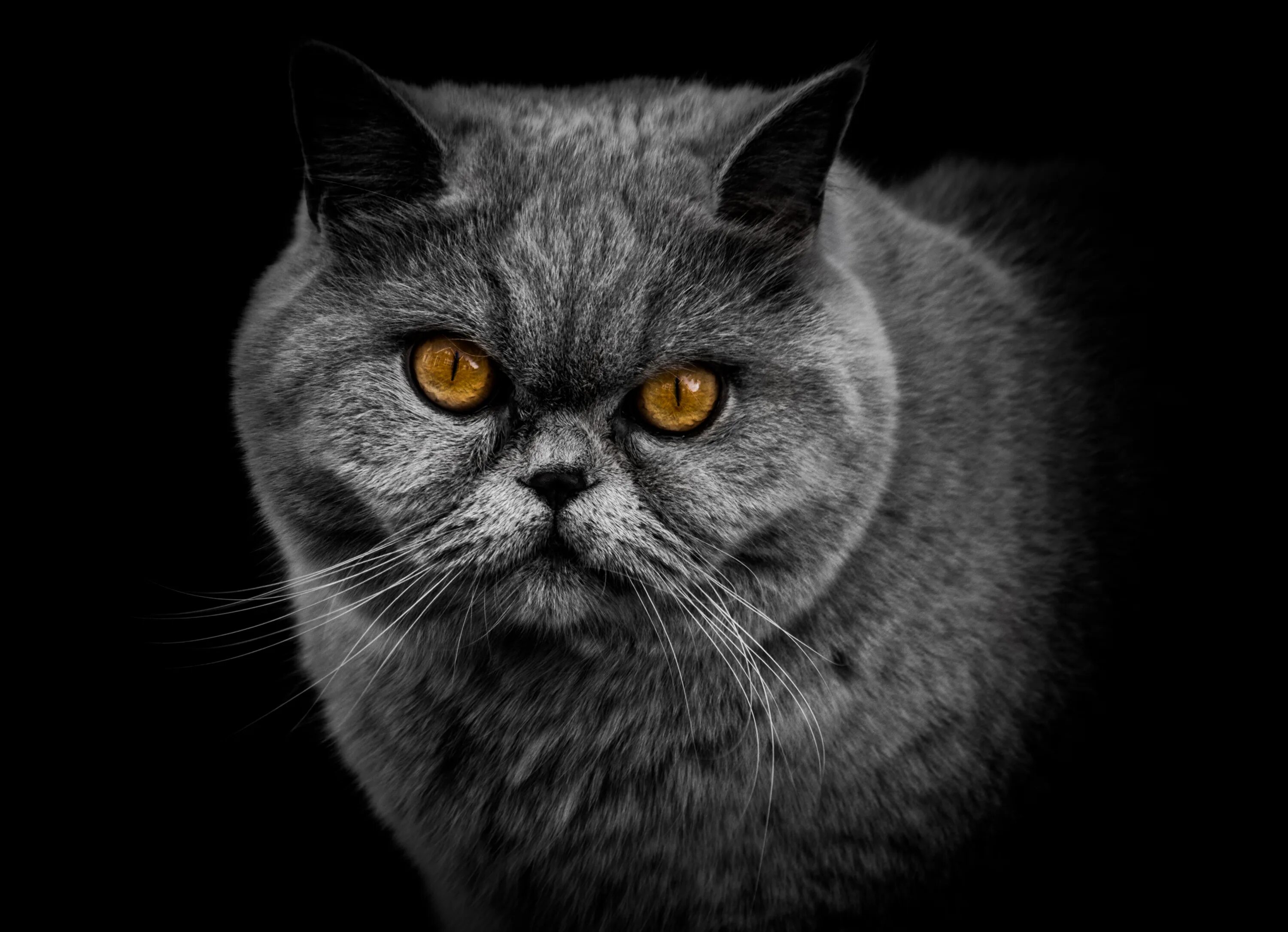 Крик котят слушать. Британская кошка. Британская кошка аватар. Британская кошечка на аватар. Серьёзный серый кот аватарка.
