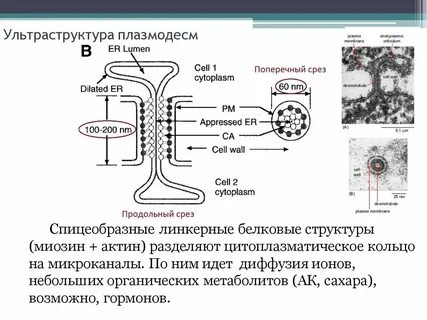 Плазмодесмы