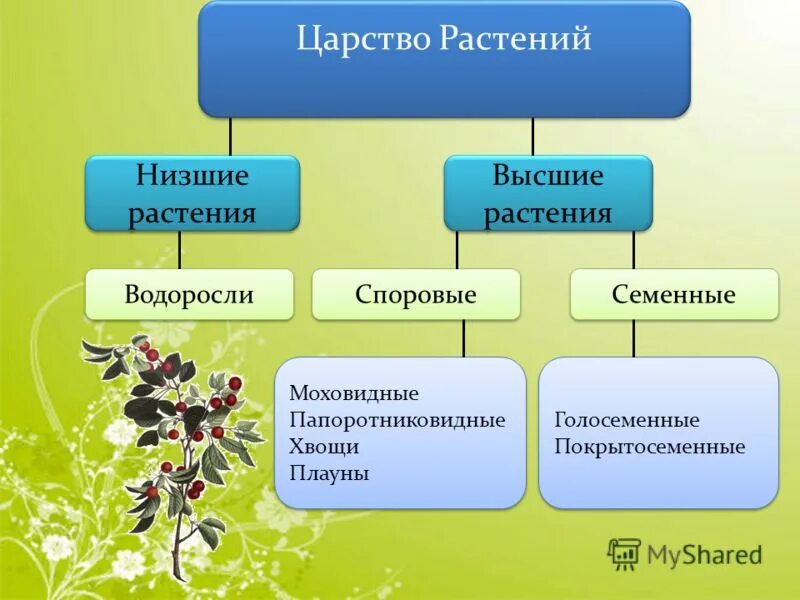 Какие существуют отделы растений. Таблица высших и низших растений. Высшие и низшие растения. Споровые и семенные растения.. Схема царство растений Подцарство низшие растения. Систематика растений высшие и низшие растения.