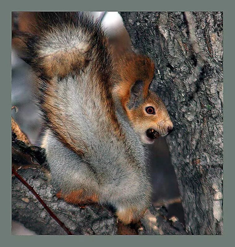 Бельчонка гладят. Гладит белочку. Белка делает массаж белке. Белка на руке. Белка.