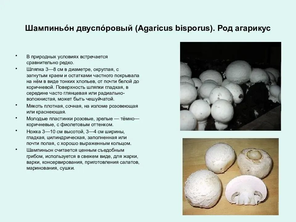 Шампиньоны это белок. Шампиньон двуспоровый (Agaricus bisporus). Шампиньон двуспоровый описание. Шампьнион двуспоровой шляпка. Гриб шампиньон двуспоровый описание.