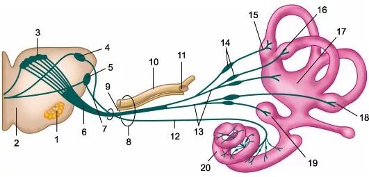 VIII—преддверно-улитковый нерв функции. Преддверный корешок преддверно улиткового нерва. Нейроны преддверно улиткового нерва. Преддверно улитковый нерв мост.
