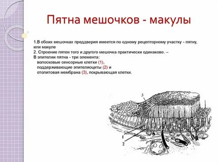Схема строения макулы
