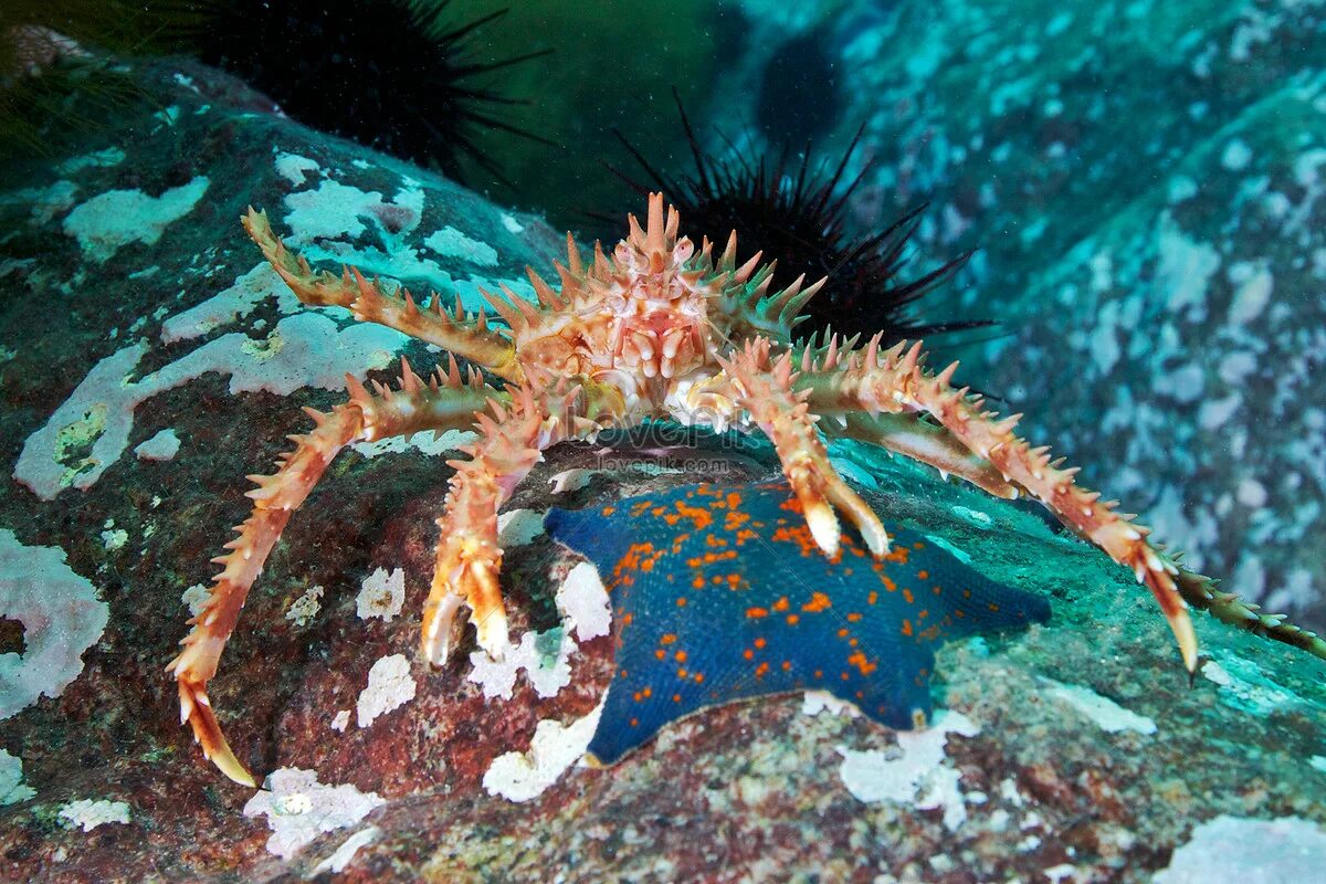 Камчатский краб (paralithodes camtschatica). Red King Crab. Alexander Semenov краб. Краб звезда морская. Звезда краб