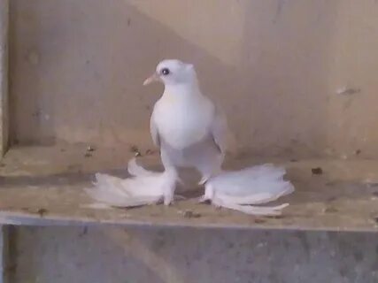 Воронежский голубь