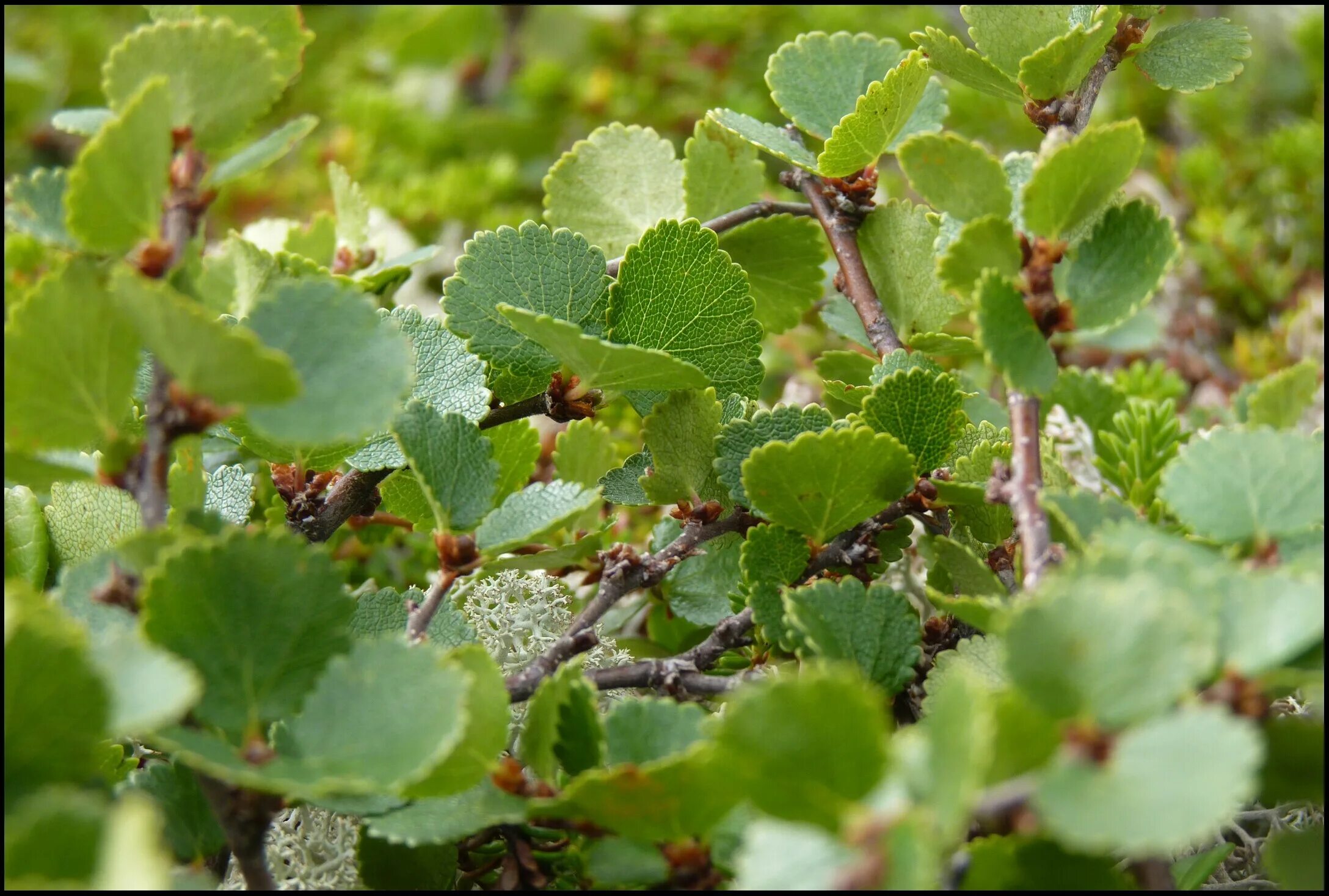 Карликовая береза кустарник. Береза карликовая Betula Nana. Карликовые берёзы (Ёрник. Карликовая берёза в тундре. Полярная карликовая береза.