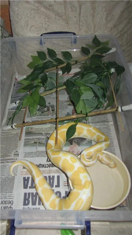 Содержание змеи. Змея маисовый полоз. Домики для змей. Содержание змеи. Маисовый полоз в террариуме с растениями.