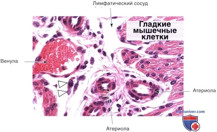 Капилляры гистология препарат. Строение лимфатических сосудов гистология. артериолы гистология. лимфатические капилляры гистология препарат. лимфатические сосуды гистология.
