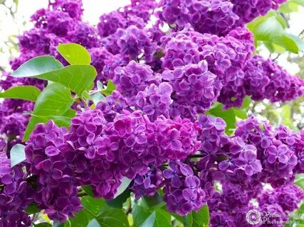Покажи цветок сирени