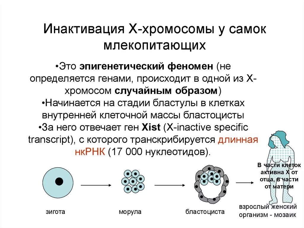 Х инактивации