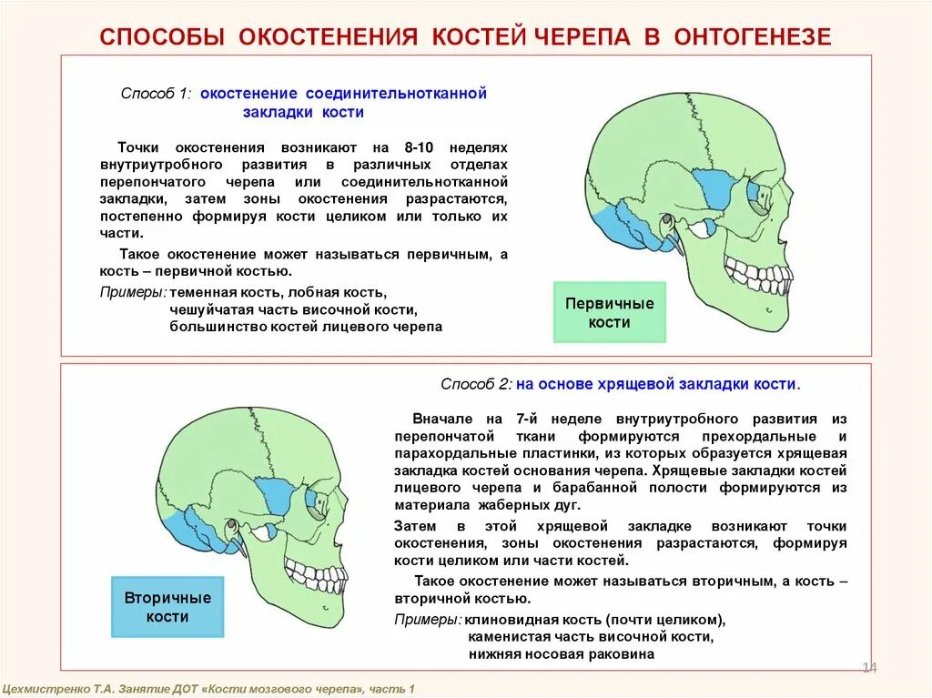 Сроки окостенения костей черепа. Способы окостенения костей черепа в онтогенезе. Развитие лицевого отдела черепа. Развитие костей мозгового и лицевого черепа. Череп тест с ответами