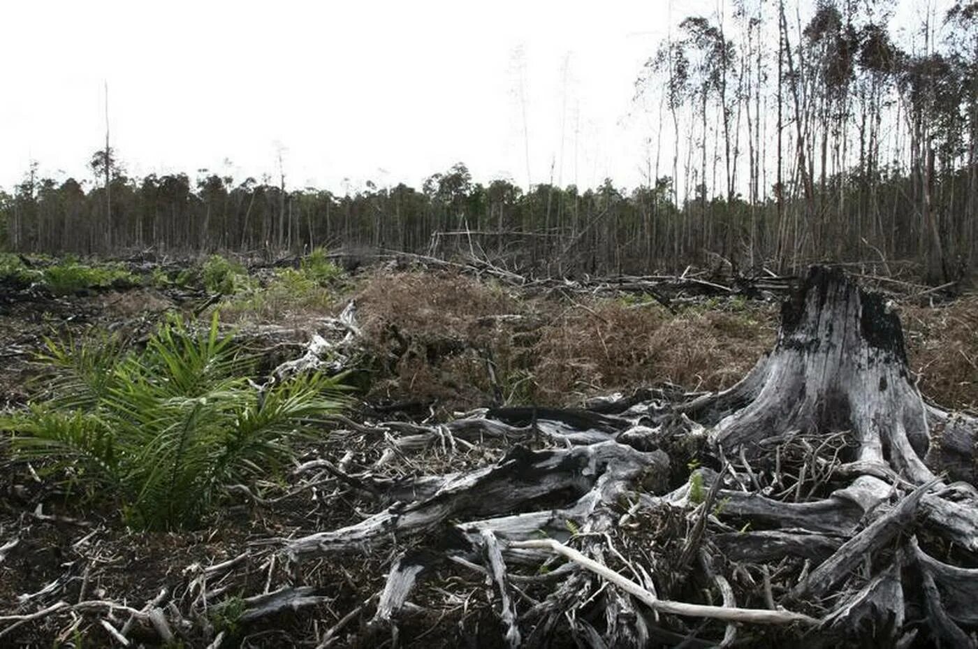 Destruction of natural habitat. Habitat loss. Loss of natural habitats перевод. Loss of wildlife and biodiversity. Common animals.